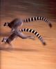 [NG Paraisos Olvidados] Ring-tailed Lemurs