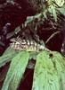 [NG Paraisos Olvidados] Chameleon
