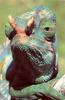 [NG Paraisos Olvidados] Chameleon