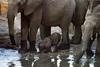[NG Paraisos Olvidados] African Elephants