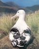 [Sj scans - Critteria 1] Albatross