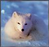 [Sj scans - Critteria 1] Arctic Fox