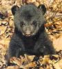 [Sj scans - Critteria 1] Bear cub