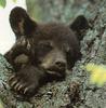 [Sj scans - Critteria 1] Bear cub