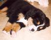 [Sj scans - Critteria 1] Bernese Mountain Dog