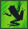 [Sj scans - Critteria 1] Red-eyed Treefrog