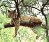 [Sj scans - Critteria 1] Bobcat