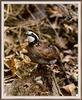 [Sj scans - Critteria 1] Bobwhite Quail