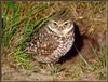 [Sj scans - Critteria 1] Burrowing Owl