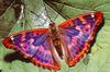 [Sj scans - Critteria 1] Butterfly