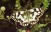 [Sj scans - Critteria 1] Butterfly