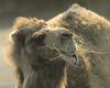 [Sj scans - Critteria 1] Bactrian Camel