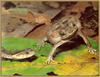 [Sj scans - Critteria 1] Cane Toad