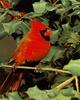 [Sj scans - Critteria 1] Northern Cardinal