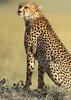 [Sj scans - Critteria 1] Cheetah