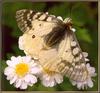 [Sj scans - Critteria 1] Clodius Parnassian Butterfly
