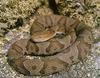 [Sj scans - Critteria 1] Copperhead Snake