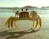 [Sj scans - Critteria 1] Crab