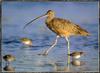 [Sj scans - Critteria 1] Curlew