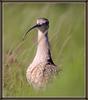 [Sj scans - Critteria 1] Curlew