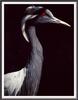 [Sj scans - Critteria 1] Damoiselle Crane