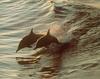 [Sj scans - Critteria 1] Dolphins