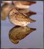 [Sj scans - Critteria 1] Dowitcher