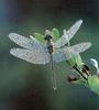 [Sj scans - Critteria 1] Dragonfly