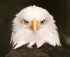 [Sj scans - Critteria 1] Eagle