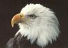 [Sj scans - Critteria 1] Eagle