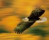 [Sj scans - Critteria 1] Eagle