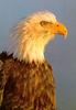 [Sj scans - Critteria 1] Eagle