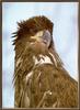 [Sj scans - Critteria 1] Eagle
