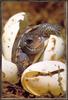 [Sj scans - Critteria 1] Eastern Box Turtle hatchling