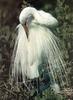 [Sj scans - Critteria 1] Great Egret