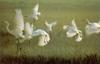 [Sj scans - Critteria 1] Great Egrets