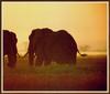 [Sj scans - Critteria 1] Elephant