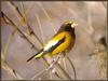 [Sj scans - Critteria 1] Evening Grosbeak