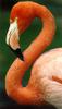[Sj scans - Critteria 1] Greater Flamingo