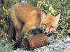 [Sj scans - Critteria 1] Red Fox