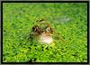 [Sj scans - Critteria 1] Frog In Duckweed - Damselfly On Head
