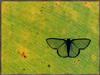 [Sj scans - Critteria 2]  Geometrid Moth