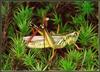 [Sj scans - Critteria 2]  Grasshopper