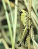 [Sj scans - Critteria 2]  Grasshopper
