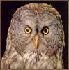[Sj scans - Critteria 2]  Great Gray Owl