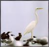 [Sj scans - Critteria 2]  Great White Heron