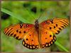 [Sj scans - Critteria 2]  Gulf Fritillary Butterfly