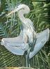 [Sj scans - Critteria 2]  Great Blue Heron (Ardea herodias)