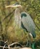 [Sj scans - Critteria 2]  Great Blue Heron (Ardea herodias