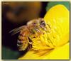 [Sj scans - Critteria 2]  Western Honeybee